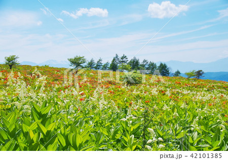 霧ヶ峰高原 コバイケイソウ 霧ヶ峰高原 コバイケイソウ 42101385