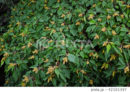 7月中旬のアカメガシワ 42101397