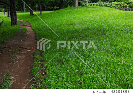 境木町公園の草地の広場 神奈川県横浜市保土ヶ谷区 境木町公園の草地の広場 神奈川県横浜市保土ヶ谷区 42101398