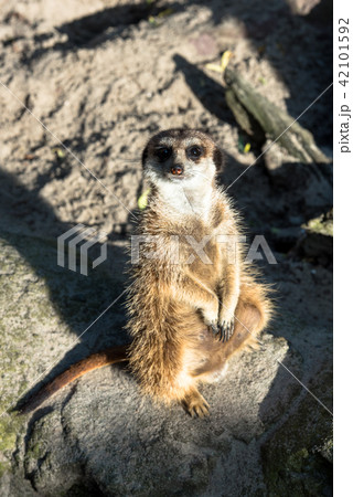 Beautiful wild meerkat 42101592