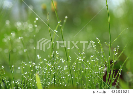 植物と水滴 42101622