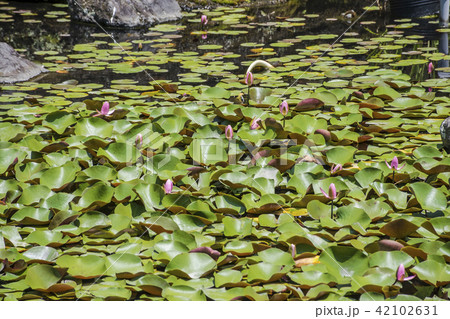 仏行寺の庭園の睡蓮（鎌倉市笛田） 42102631