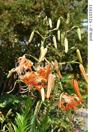 オニユリ（鬼百合） 42102933