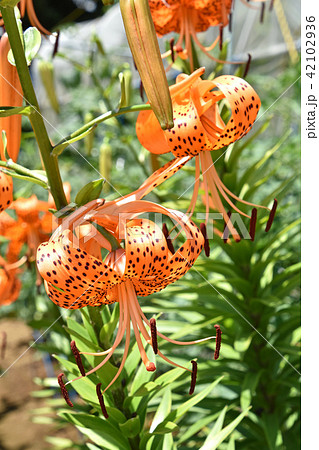 オニユリ（鬼百合） 42102936