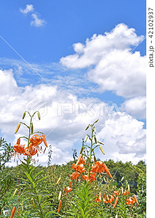 オニユリ（鬼百合） 42102937