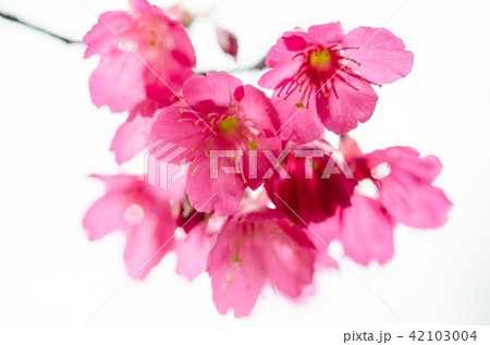 桜 さくら サクラ 42103004