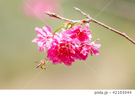 桜 さくら サクラ 42103044