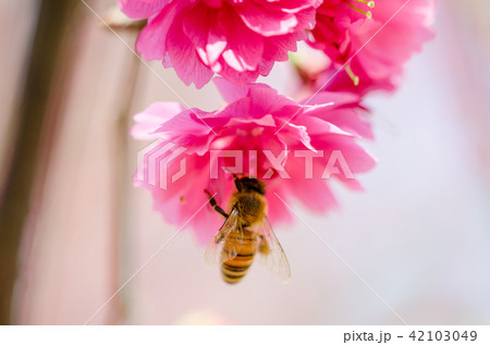 桜 さくら サクラ 42103049