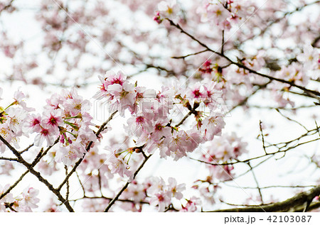 桜 さくら サクラ 42103087