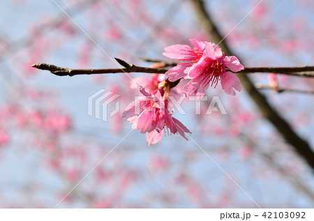 桜 さくら サクラ 42103092