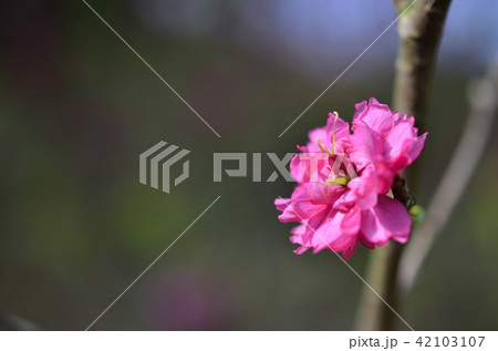 桜 さくら サクラ 42103107