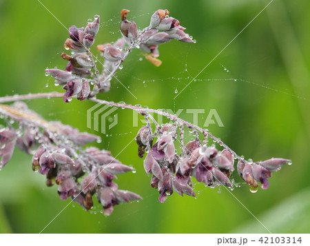 ミズカンナ 42103314