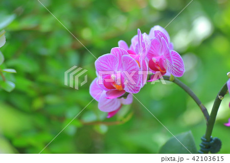 ミニコチョウラン 42103615