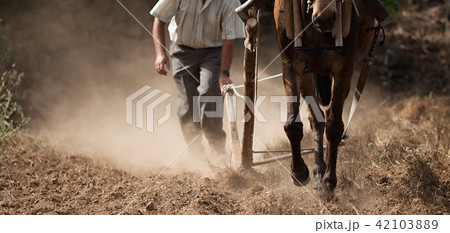 Farmer and horse plowing farmer field 42103889
