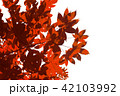 Maple leaf background 42103992