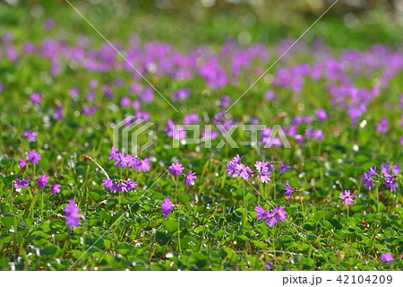 ハクサンコザクラの群落　会津駒ケ岳から中門岳へと続く尾根にて 42104209