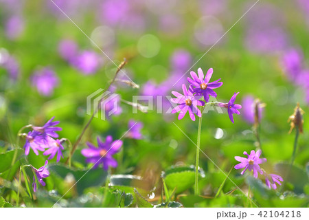 ハクサンコザクラの群落 会津駒ケ岳から中門岳へと続く尾根にて ハクサンコザクラの群落 会津駒ケ岳から中門岳へと続く尾根にて 42104218