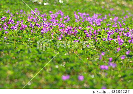 ハクサンコザクラの群落　会津駒ケ岳から中門岳へと続く尾根にて 42104227