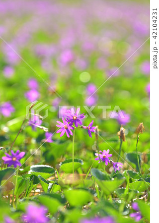 ハクサンコザクラの群落　会津駒ケ岳から中門岳へと続く尾根にて 42104231