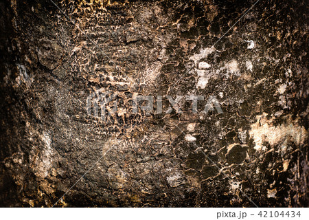 Bark Bark 42104434