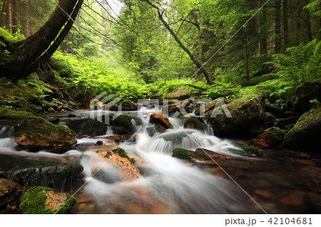 Forest stream flowing down from the mountains Forest stream flowing down from the mountains 42104681