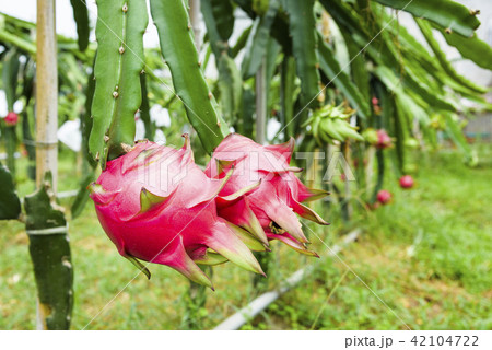 Raw pitahaya fruit on a tree Raw pitahaya fruit on a tree 42104722