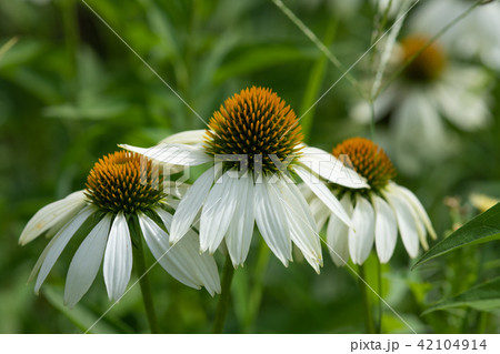 白いエキナセアの花のアップ 42104914