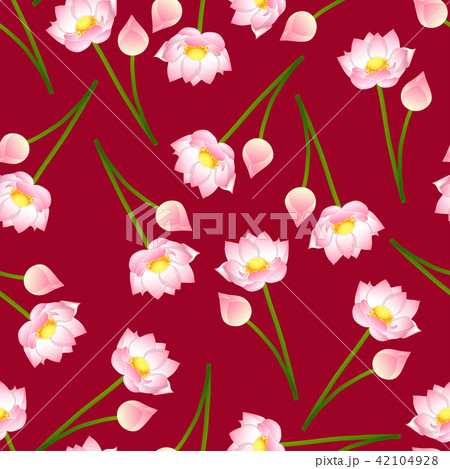 Pink Indian lotus on Red Background. 42104928