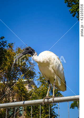 Black and white ibis in Sydney, Australia 42105056