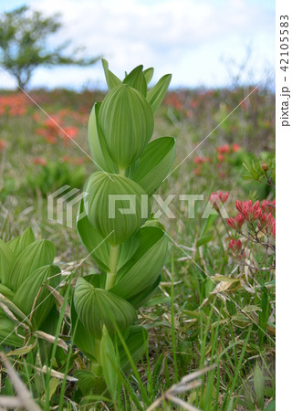 コバイケイソウの葉 コバイケイソウの葉 42105583