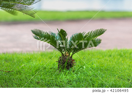 true sago palm on the lawn 42106495
