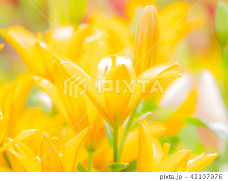 百合の花 42107976