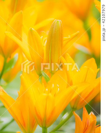 百合の花 42107979