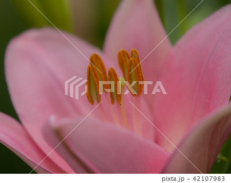 百合の花 42107983