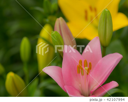 百合の花 42107994