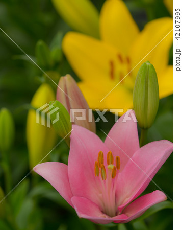 百合の花 42107995