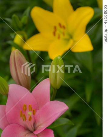 百合の花 百合の花 42108005