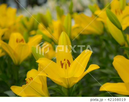 百合の花 42108019
