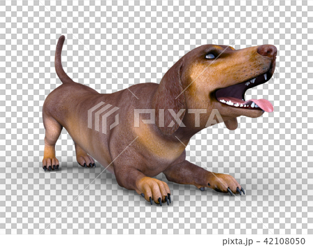 Dachshund Dachshund 42108050
