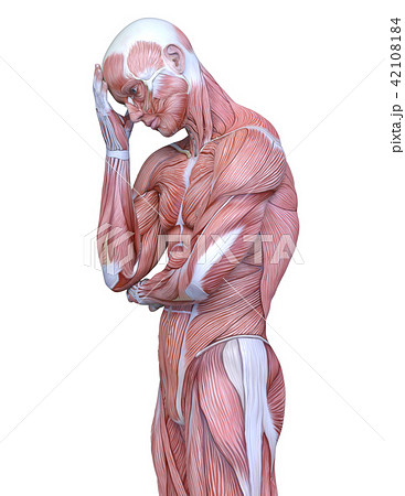 お洒落 成人男性筋肉模型 人体解剖模型 1体型モデル J 111 4 大流行中 Ru Rmc2 Net
