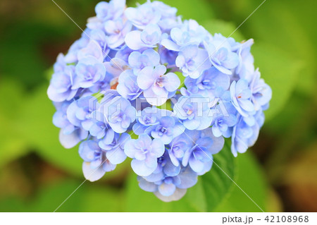 アジサイの花 アジサイの花 42108968