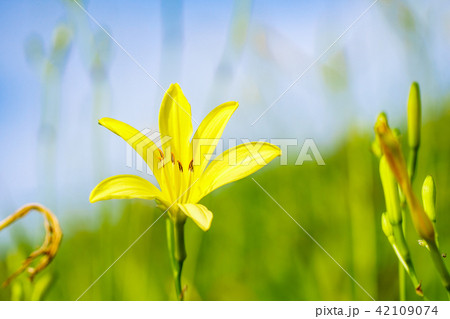 (静岡県)南伊豆町奥石廊崎のユウスゲ (静岡県)南伊豆町奥石廊崎のユウスゲ 42109074