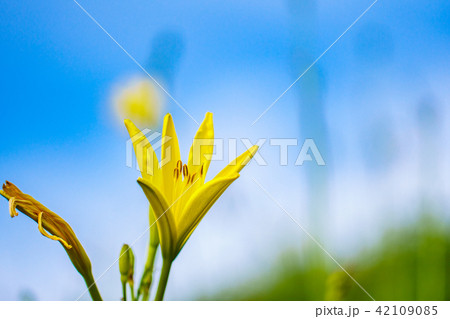 (静岡県)南伊豆町奥石廊崎のユウスゲ (静岡県)南伊豆町奥石廊崎のユウスゲ 42109085