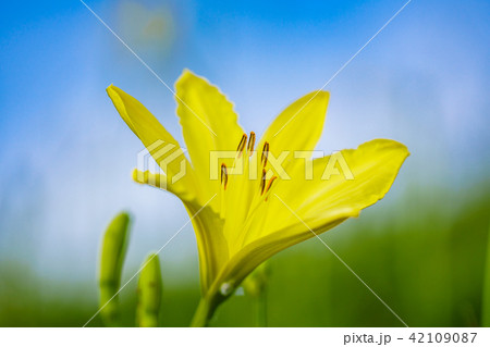 （静岡県）南伊豆町奥石廊崎のユウスゲ 42109087