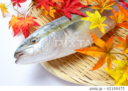 ブリ ブリ 42109375