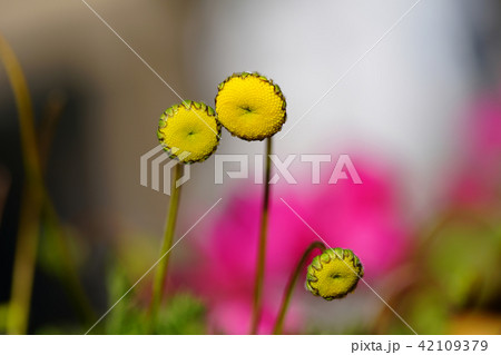 花　マクロ　 42109379