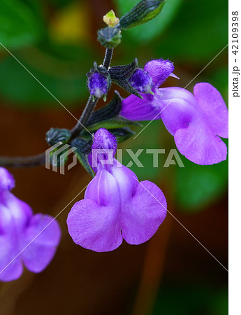 花　マクロ　 42109398