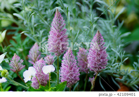 花　マクロ　 42109401