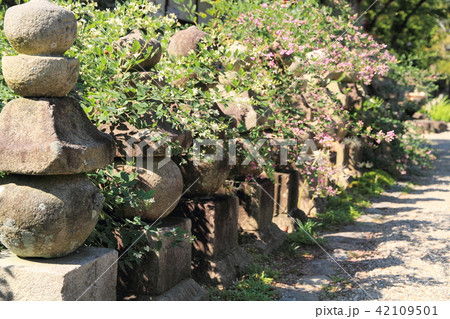 シラハギの花 元興寺 シラハギの花 元興寺 42109501