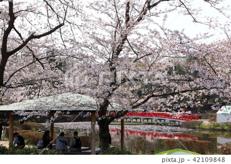 岩槻城址公園の桜 42109848